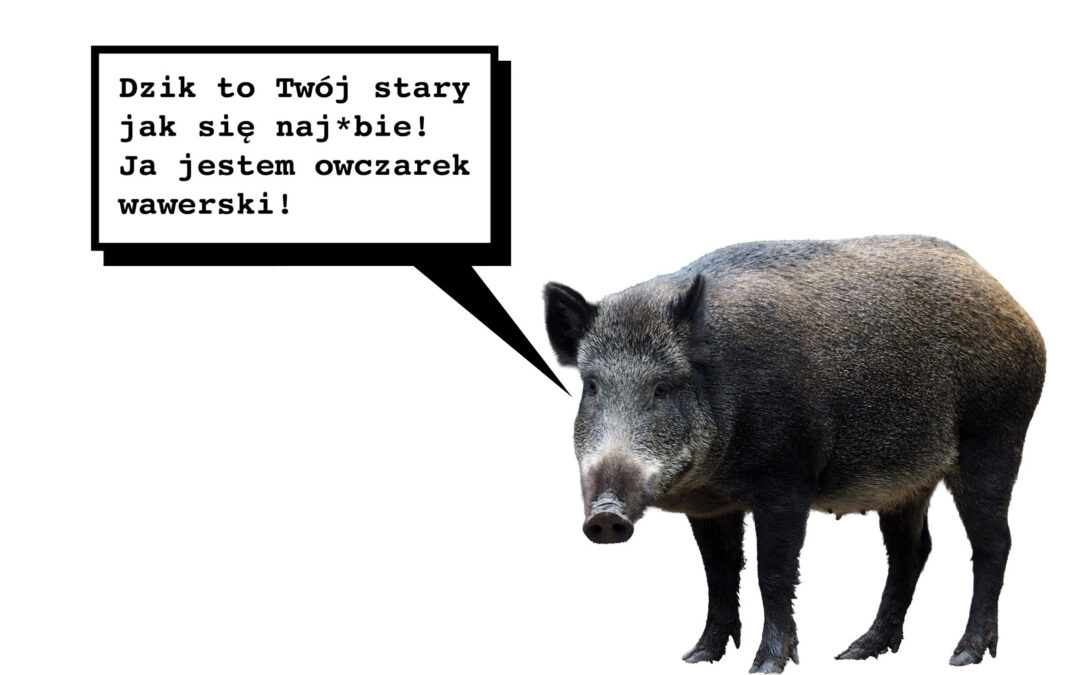 Polska emerytka stoczyła walkę z dzikiem na klatce schodowej. Wygrała. Dzik uciekł